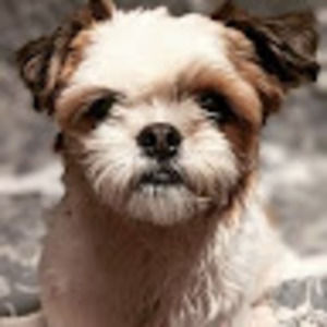 Meet your Posher, Ajsha